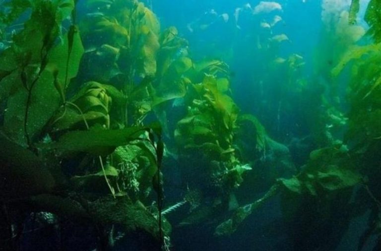 Equipo de expertos desarrollará la agronomía marina