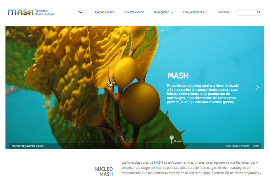 Investigación en macroalgas: Núcleo Milenio MASH lanza su sitio web