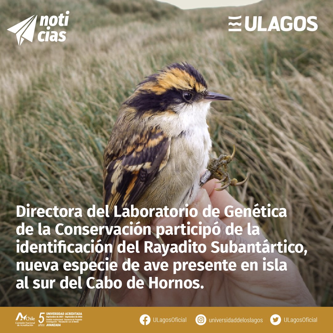 Dra. Constanza Napolitano participa en descubrimiento de nueva especie de ave en el sur