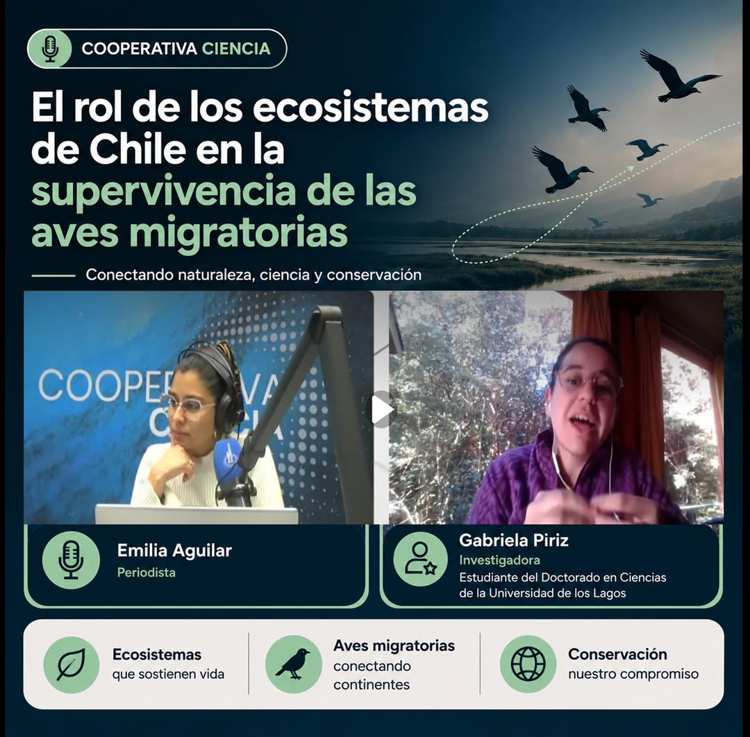 El rol de los ecosistemas de Chile en la supervivencia de las aves migratorias