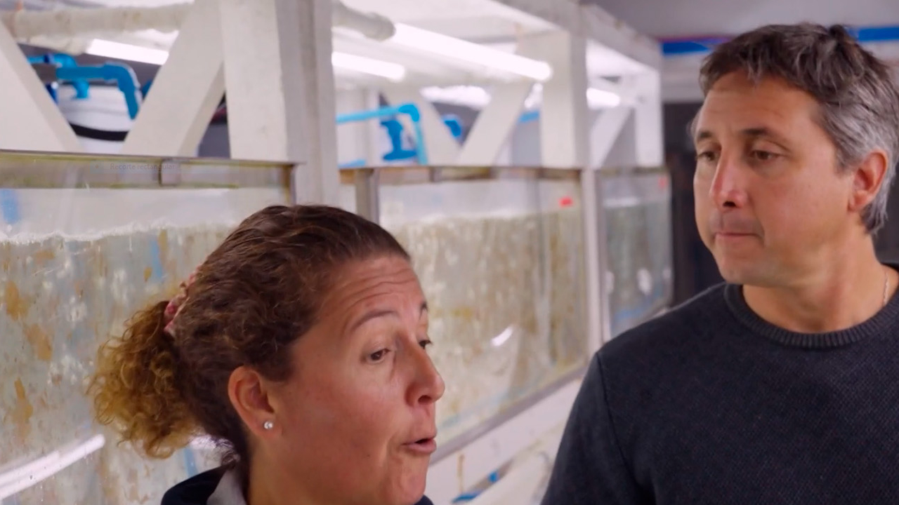 Agua Viva – Temporada 2 – Capítulo 1: Huiro, el tesoro del mar chileno que podría ser clave para el futuro