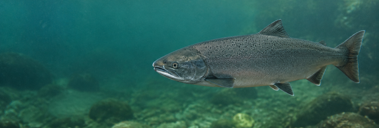 La falta de oxígeno cambia cómo el salmón Coho mantiene su equilibrio interno